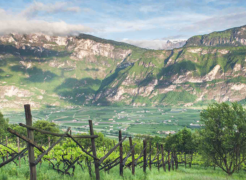 Il Trentino è Wine Region of the Year 2020 secondo Wine Enthusiast