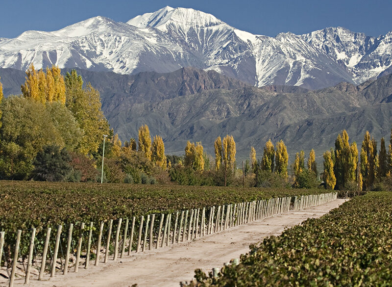 Vini ad alta quota nel mondo. Chi li produce e chi li beve