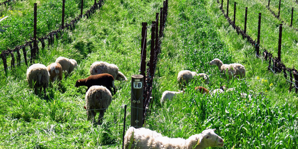 Oltre il vino, l’impegno sociale e ambientale delle Cantine americane