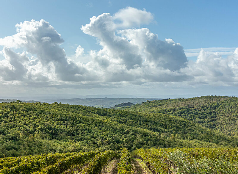 Bertinga: chiantigiano per dna, Supertuscan per vocazione
