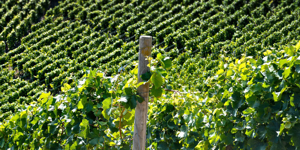 Il luogo ideale per piantare una vigna