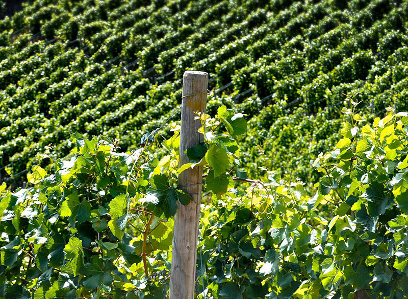 Il luogo ideale per piantare una vigna