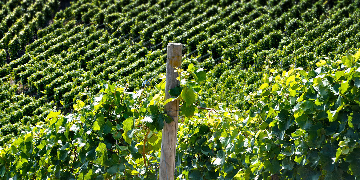 Il luogo ideale per piantare una vigna
