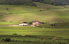 Gli interpreti del vino naturale in Alto Adige