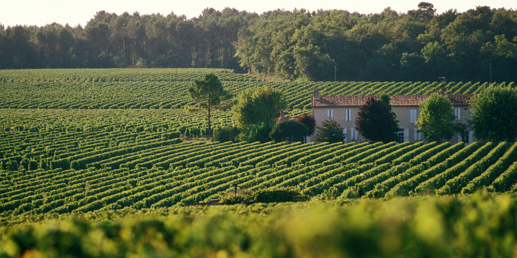 Sei nuove uve nelle Aoc di Bordeaux per affrontare il climate change