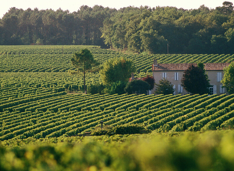 Sei nuove uve nelle Aoc di Bordeaux per affrontare il climate change