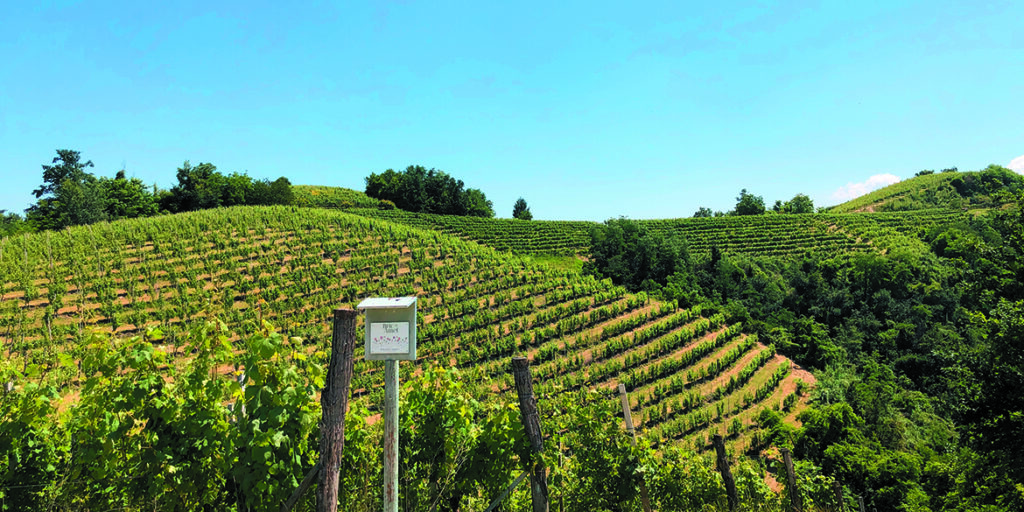 Maestri dell’eccellenza: Marchesi di Barolo, in campo per il futuro dell’ambiente