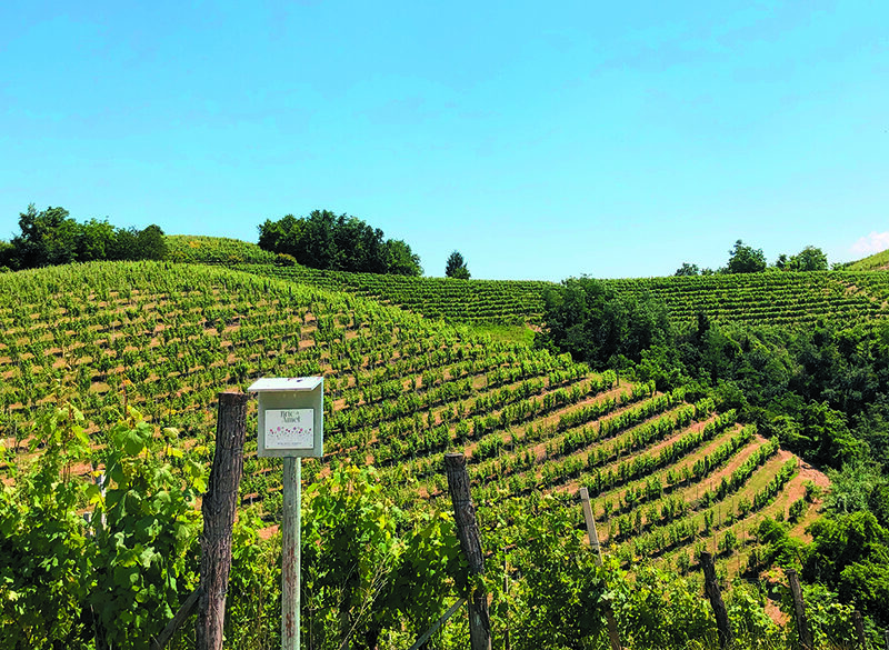 Maestri dell’eccellenza: Marchesi di Barolo, in campo per il futuro dell’ambiente