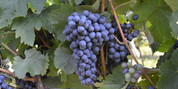 Le 7 uve resistenti selezionate dal progetto Vevir per la viticoltura trentina