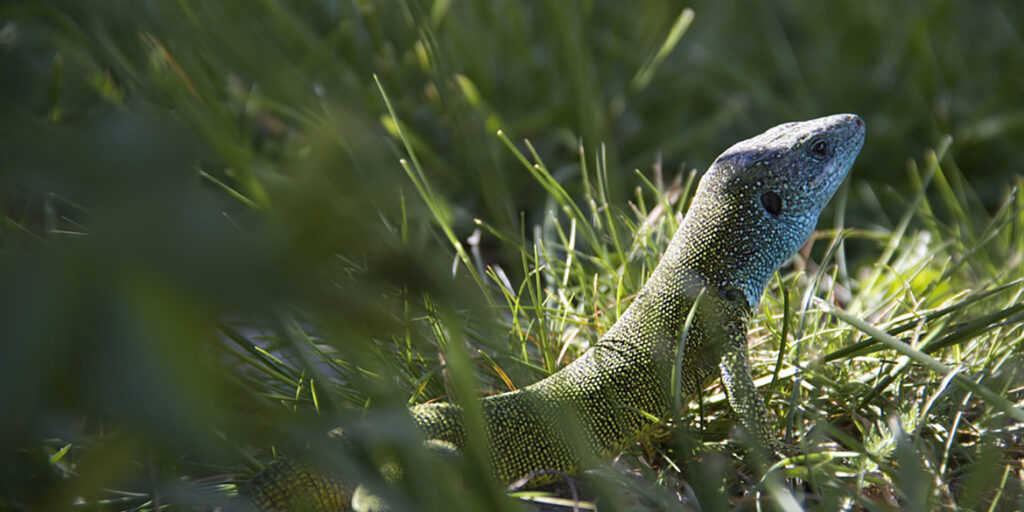 In tutta Europa cresce la voce di chi chiede lo stop ai pesticidi
