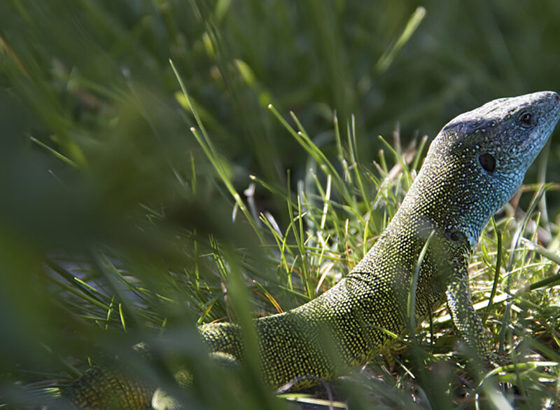 In tutta Europa cresce la voce di chi chiede lo stop ai pesticidi