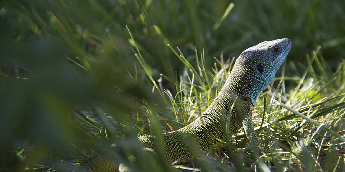 In tutta Europa cresce la voce di chi chiede lo stop ai pesticidi