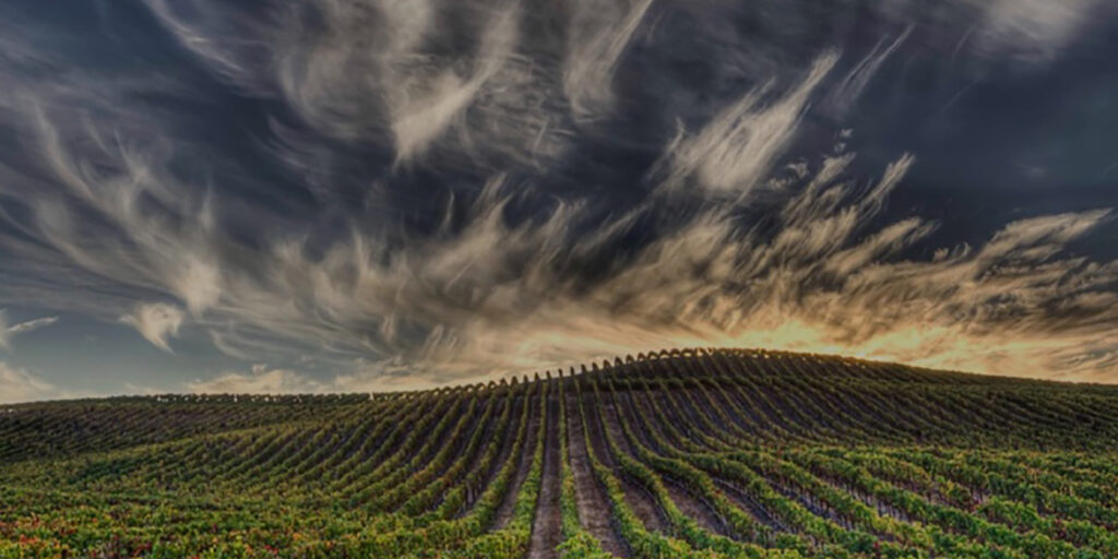 Wine Future 2021 | Vino e pandemia: i trend emergenti