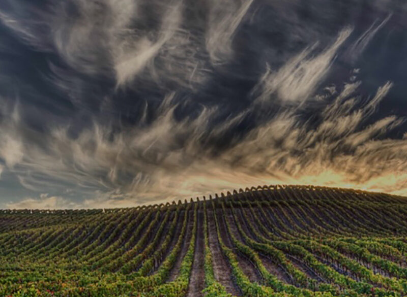 Wine Future 2021 | Vino e pandemia: i trend emergenti