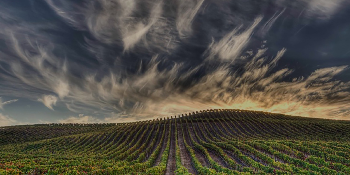 Wine Future 2021 | Vino e pandemia: i trend emergenti