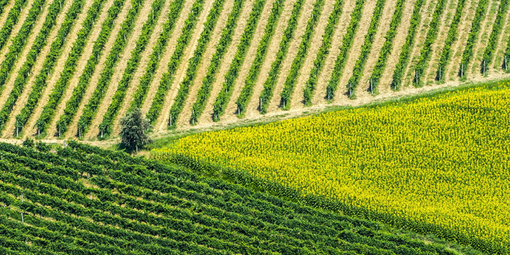 Gli interpreti del vino naturale nelle Marche