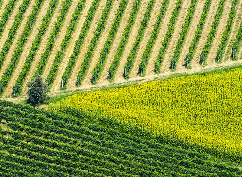 Gli interpreti del vino naturale nelle Marche