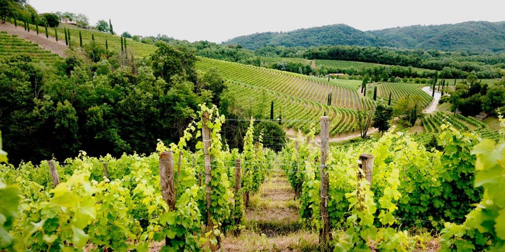 Antinori compra Jermann