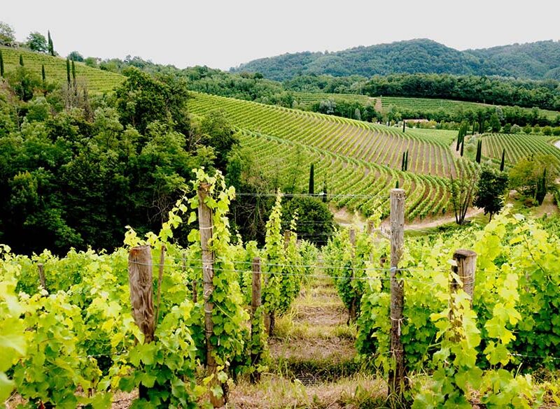 Antinori compra Jermann