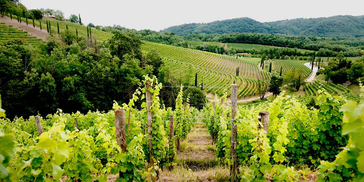 Antinori compra Jermann