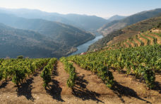 Wine trends: il Portogallo sorprenderà gli enoturisti, a cominciare dal Douro