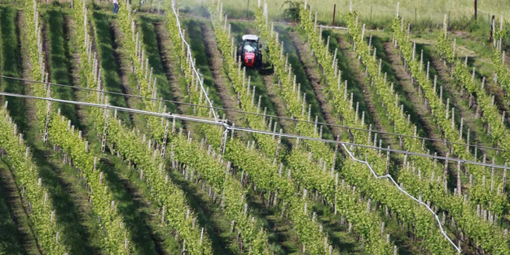 Dalla fusione tra Cantina Valpantena e Cantina di Custoza nascono le Cantine di Verona