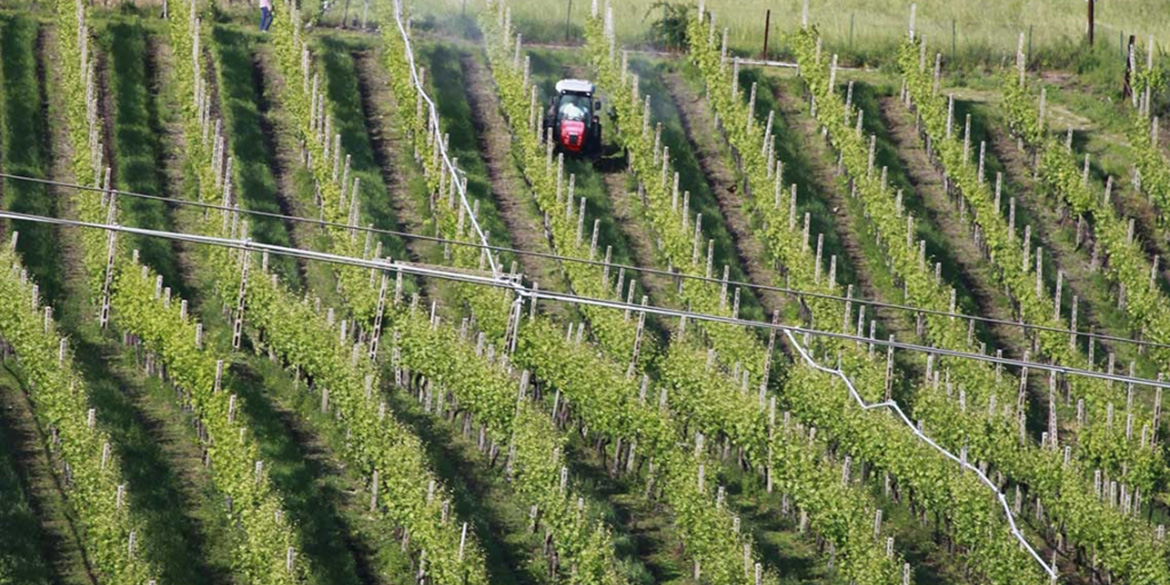 Dalla fusione tra Cantina Valpantena e Cantina di Custoza nascono le Cantine di Verona