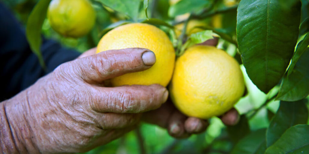 Bergamotto, l’oro verde della Calabria