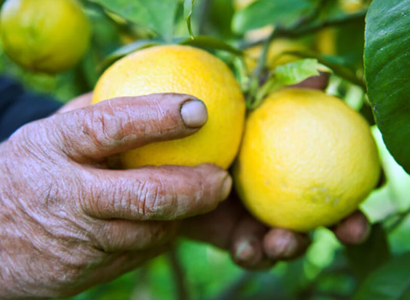 Bergamotto, l’oro verde della Calabria