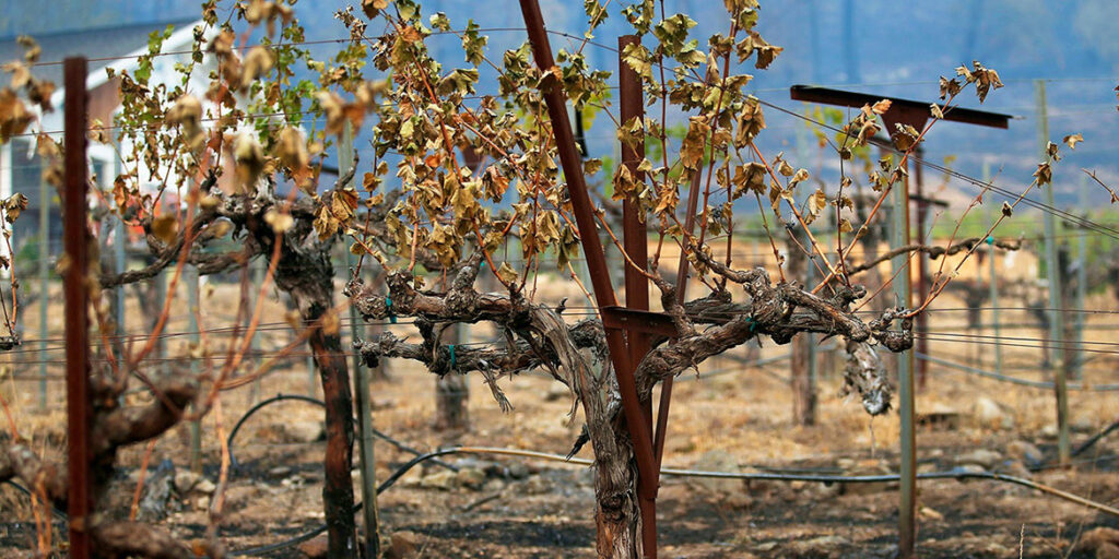 Napa Valley, 42 milioni di dollari per combattere gli incendi
