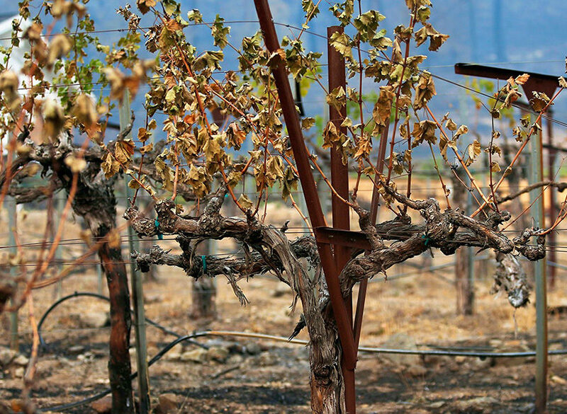 Napa Valley, 42 milioni di dollari per combattere gli incendi