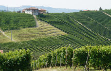 Piemonte: ottime performance per il Barolo, ma anche per i vini del Monferrato