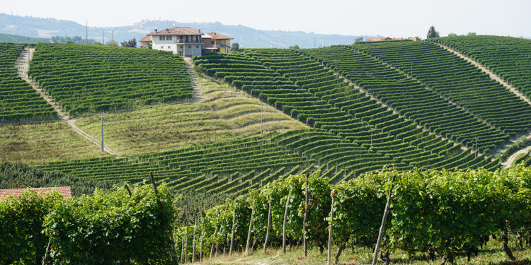 Piemonte: ottime performance per il Barolo, ma anche per i vini del Monferrato