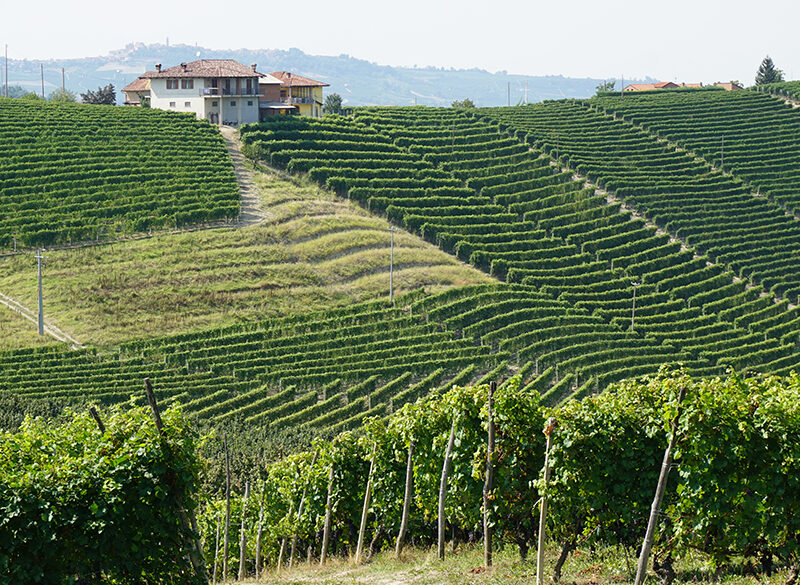 Piemonte: ottime performance per il Barolo, ma anche per i vini del Monferrato