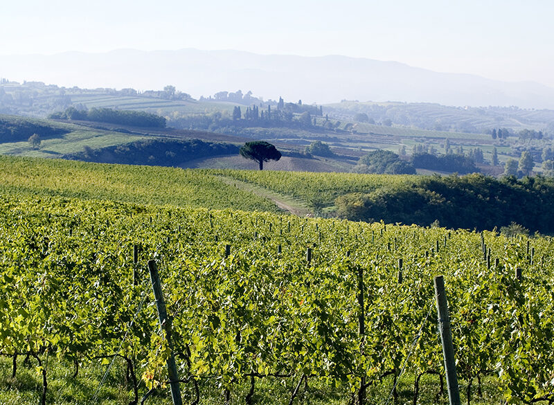 Rinnovata la certificazione VIVA a Lungarotti (che lancia bottiglie ecofriendly)