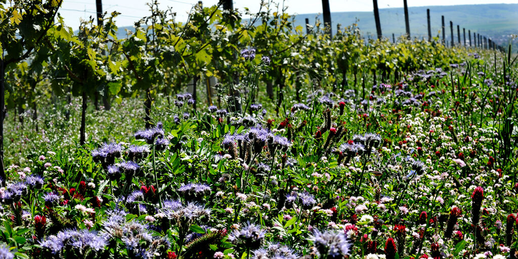 Vino naturale in Germania? Una ricognizione e 4 etichette da provare