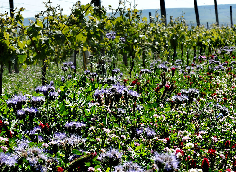 Vino naturale in Germania? Una ricognizione e 4 etichette da provare
