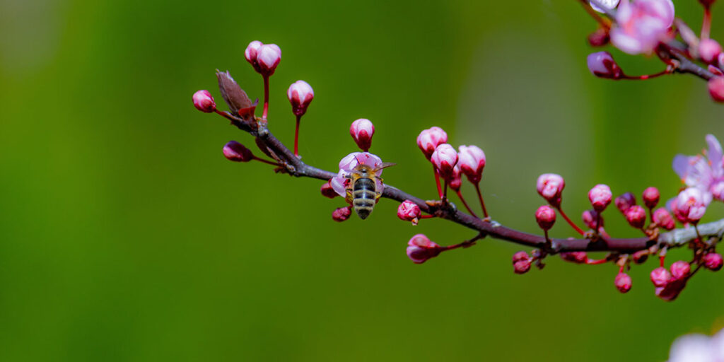 La biodiversità rende possibile l’amore. Parola di Jonathan Franzen