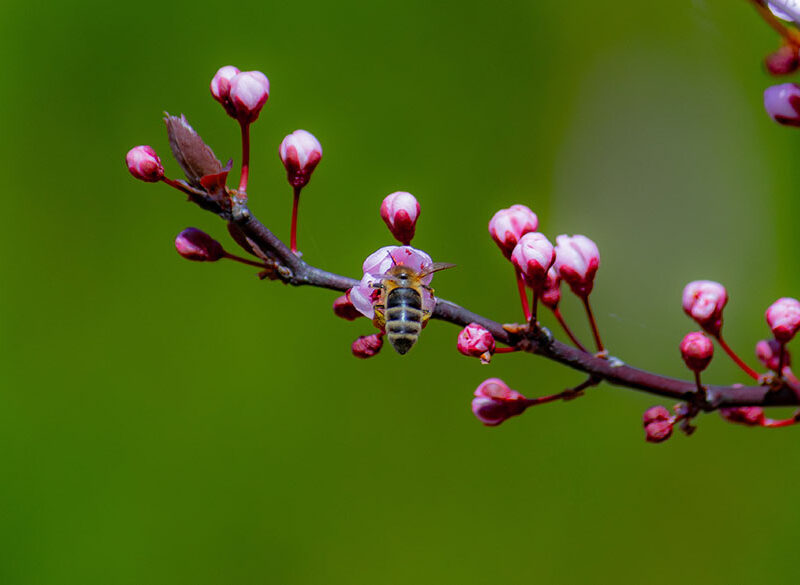 La biodiversità rende possibile l’amore. Parola di Jonathan Franzen