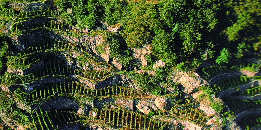 Zonazione: le aree vinicole più vocate in Valtellina, Oltrepò, Lugana e Valpolicella
