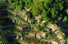 Zonazione: le aree vinicole più vocate in Valtellina, Oltrepò, Lugana e Valpolicella