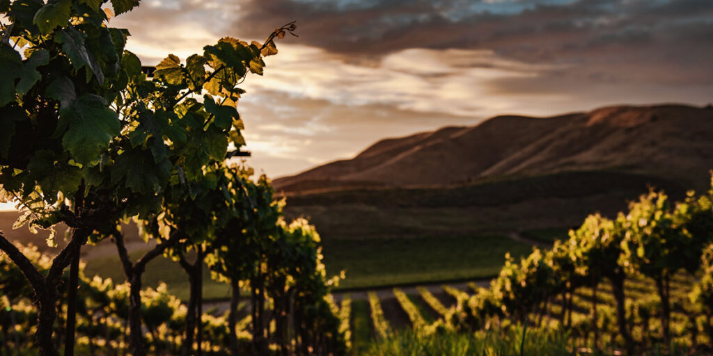 Il vino naturale è libero e selvaggio