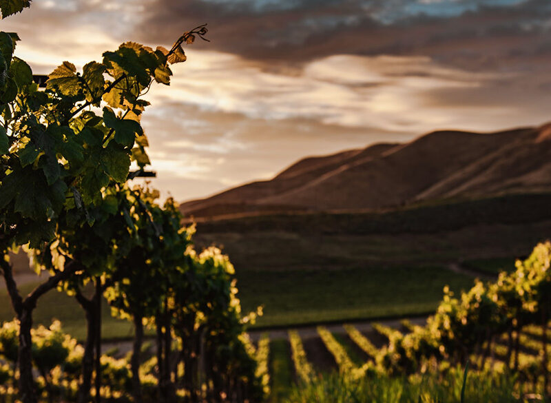 Il vino naturale è libero e selvaggio