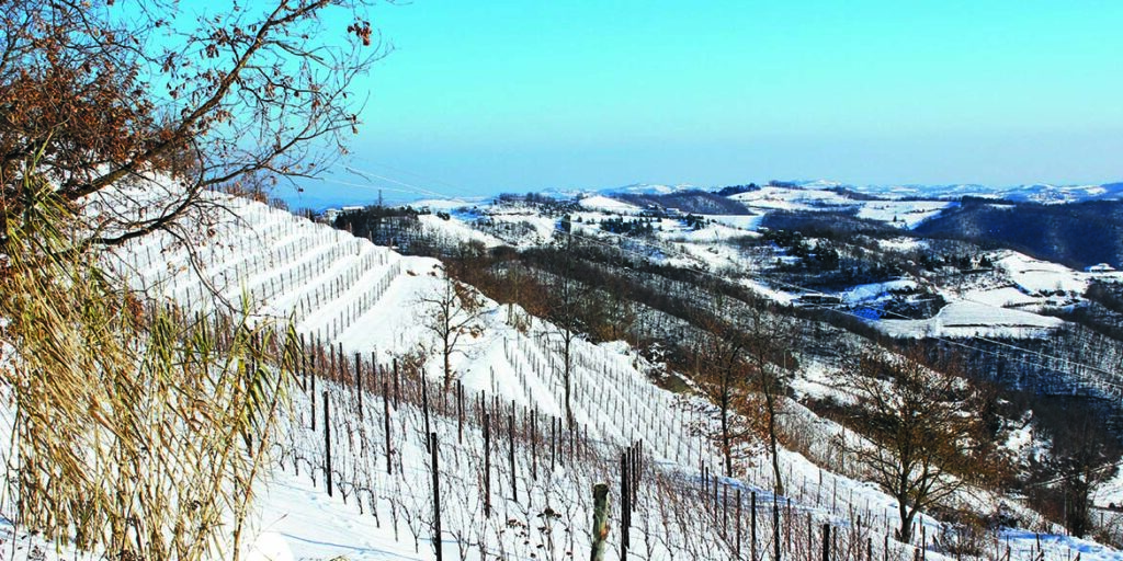 Maestri dell’eccellenza: Vite Colte dedica solo vigneti oltre quota 500 all’Alta Langa