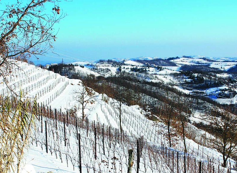 Maestri dell’eccellenza: Vite Colte dedica solo vigneti oltre quota 500 all’Alta Langa