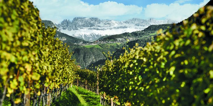 Maestri dell’eccellenza: Cantina Bolzano, produrre a due passi dalle cime innevate