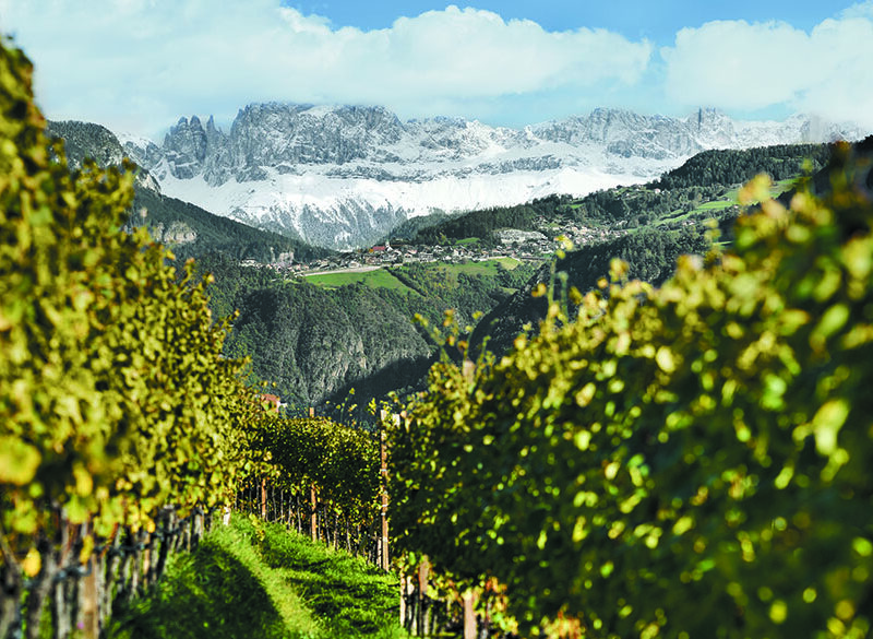 Maestri dell’eccellenza: Cantina Bolzano, produrre a due passi dalle cime innevate