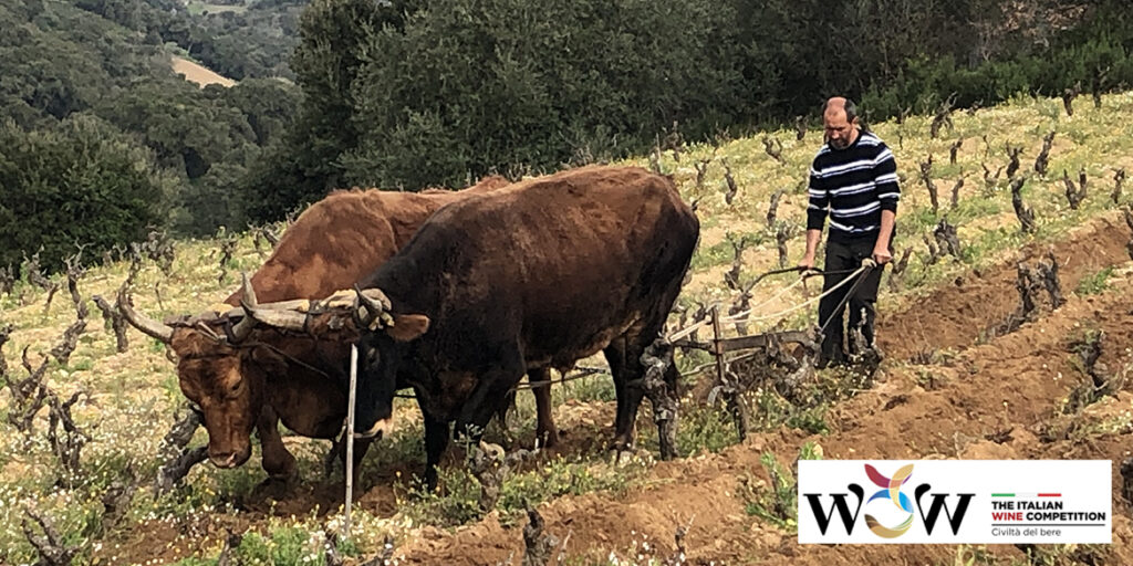 Vitigno e terroir, nemici o amici?