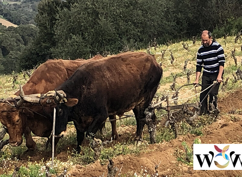Vitigno e terroir, nemici o amici?