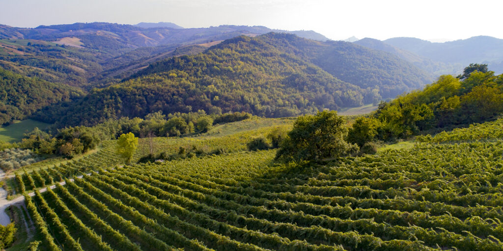 Barbaterre, la via emiliana al Pinot nero